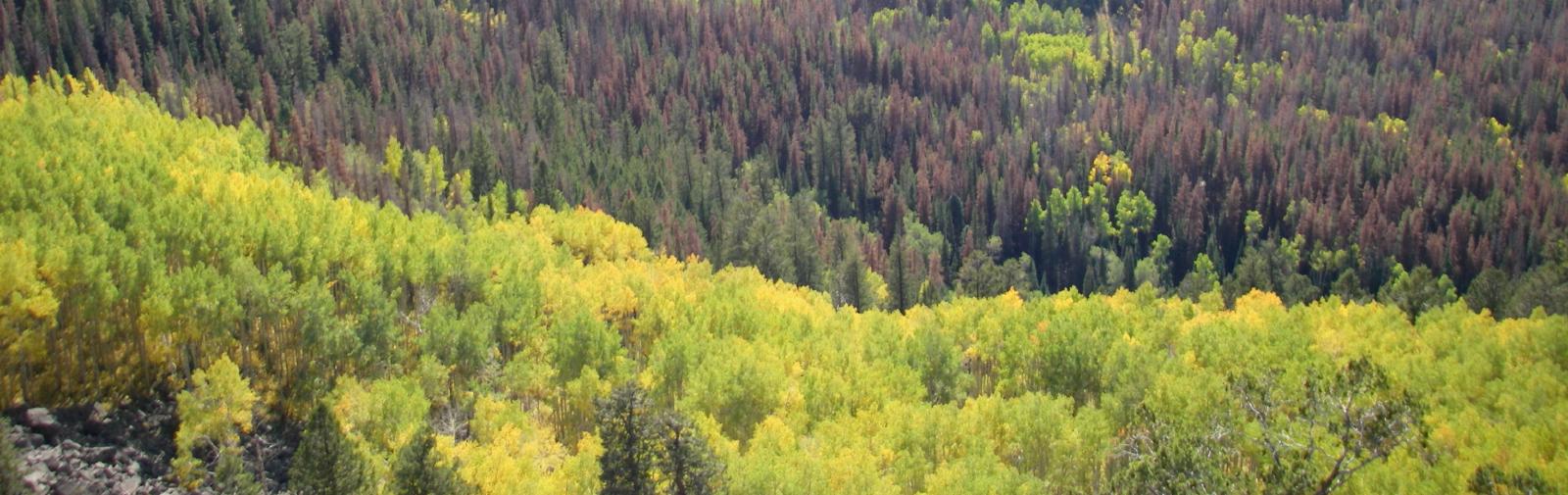 Colorful valley in the fall taken from a mountain top.